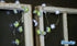 20ct 7 (2 Silver Buffalo Sanrio Hello Kitty and Friends Keroppi Decorative String Lights, Feet Long, Battery Powered AA