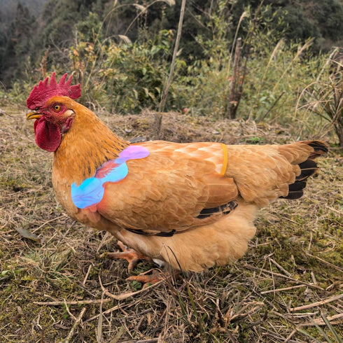 HOUGXD Chicken Saddles for Hens with Detachable Wings, Adjustable Hen Apron Back Protector for Feather Recovery
