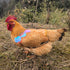 HOUGXD Chicken Saddles for Hens with Detachable Wings, Adjustable Hen Apron Back Protector for Feather Recovery