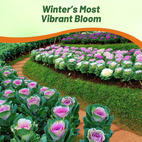 1000 Outsidepride Ornamental Kale Seeds - Pcs. Annual, Easy to Grow & Cold Hardy, Flower Seeds for Planting Edible