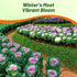 1000 Outsidepride Ornamental Kale Seeds - Pcs. Annual, Easy to Grow & Cold Hardy, Flower Seeds for Planting Edible