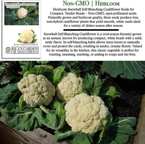 1000+ Snowball Self-Blanching Cauliflower Seeds Non-GMO & Heirloom Seeds, Brassica oleracea VAR. botrytis, Compact