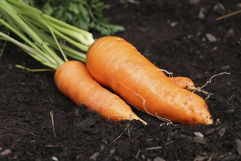 SeedsUA 2000 Giant Carrot Seeds Red Vegetable for Planting Giant Non GMO Seeds