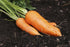 SeedsUA 2000 Giant Carrot Seeds Red Vegetable for Planting Giant Non GMO Seeds