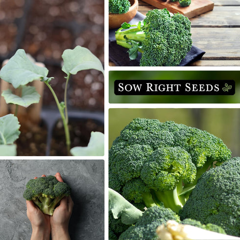 29 Packet (4) Sow Right Seeds - Waltham Broccoli Seeds for Planting - Non-GMO Heirloom with Instructions to Plant an