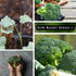 29 Packet (4) Sow Right Seeds - Waltham Broccoli Seeds for Planting - Non-GMO Heirloom with Instructions to Plant an