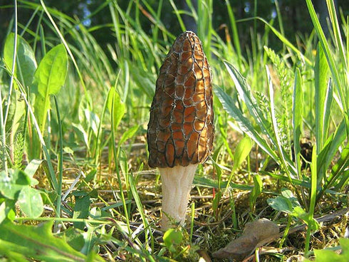 SEEDS4PLANTING Spores Black Morel Mushrooms Seeds Mycelium Spawn Grow Bonsai Dried Non GMO