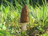 SEEDS4PLANTING Spores Black Morel Mushrooms Seeds Mycelium Spawn Grow Bonsai Dried Non GMO