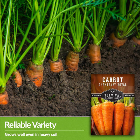 (2 Packs) Royal Chantenay Carrot Seeds for Planting Heirloom Short Carrots for Heavy Soil Sweet, Tender Roots for Fall