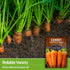 (2 Packs) Royal Chantenay Carrot Seeds for Planting Heirloom Short Carrots for Heavy Soil Sweet, Tender Roots for Fall