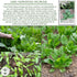 100+ Giant Noble Spinach Seeds (Spinacia oleracea) Heirloom Non-GMO Seeds by Islas Garden Seeds, Large Tender Leaves