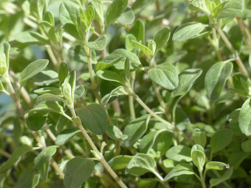500 2000 Packet 1 TKE Farms & Gardens - Marjoram Seeds for Planting, Mg, Heirloom Seeds, Non-GMO, Includes Instructions