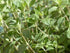 500 2000 Packet 1 TKE Farms & Gardens - Marjoram Seeds for Planting, Mg, Heirloom Seeds, Non-GMO, Includes Instructions