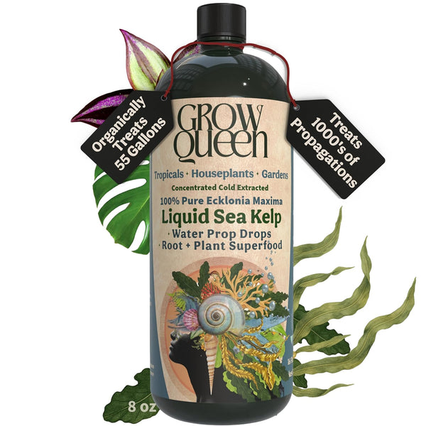 Organic Liquid Kelp & Seaweed Extract Prop Drop (Ecklonia Maxima) Root +