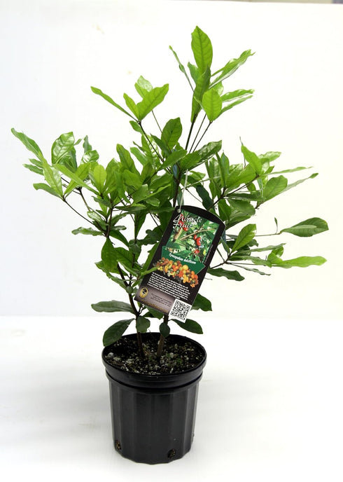 Miracle Berry LLC 1 Miracle Fruit Plant (Synsepalum dulcificum)- Gallon Pot