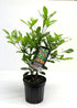 Miracle Berry LLC 1 Miracle Fruit Plant (Synsepalum dulcificum)- Gallon Pot