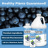 1 Blueberry Fertilizer Liquid Plant Food for Bigger Berries, Better Fruit Production & Stronger Root Development
