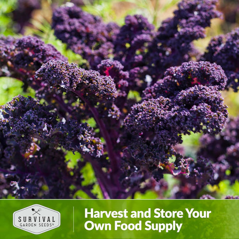 (3 Packs) Scarlet Kale Seeds for Planting Heirloom Purple Kale Cold Hardy for Fall & Spring Vegetable Gardens