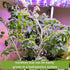 Sow Right Seeds - Hydroponic Vegetable Seeds for Planting - Lettuce, Kale, Arugula, Pak Choi, Watercress & Cherry