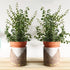 SAVITA 2pcs Trellis for Plants, Small Metal Leaf Shaped Plant Trellis Indoor House Plant Trellises Climbing Plants Mini
