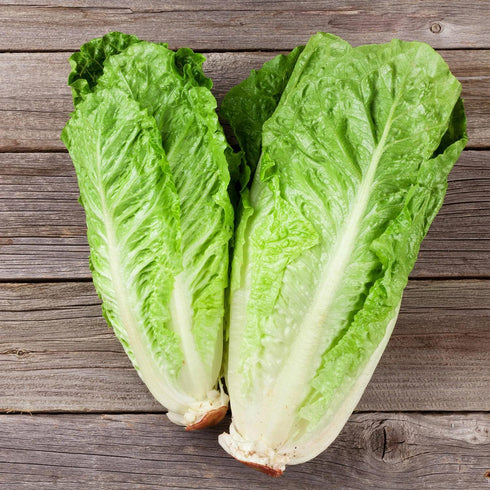 19.3 oz. 4-pack Bonnie Plants Green Romaine Lettuce