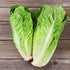 19.3 oz. 4-pack Bonnie Plants Green Romaine Lettuce