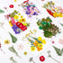 Nuanchu 200 Pcs Dried Pressed Flowers for Crafts, Natural Real Leaves Bulk for DIY Art Jewelry Making