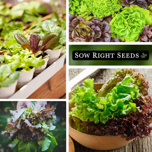Packet (1) Sow Right Seeds - Mixed Heirloom Lettuce Seeds for Planting - Non-GMO Heirloom with Instructions to Plant