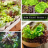 Packet (1) Sow Right Seeds - Mixed Heirloom Lettuce Seeds for Planting - Non-GMO Heirloom with Instructions to Plant