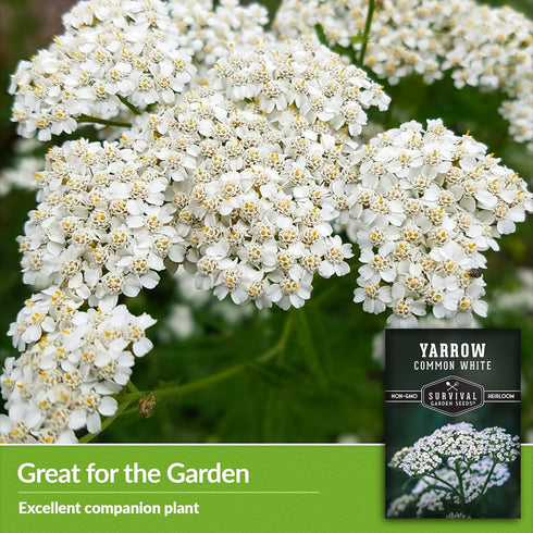 White Yarrow Seeds for Planting - 1 Packet with Instructions to Grow Beneficial Flowering Herbs - Non-GMO Heirloom