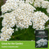 White Yarrow Seeds for Planting - 1 Packet with Instructions to Grow Beneficial Flowering Herbs - Non-GMO Heirloom