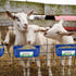 3 Pack Chicken Feeder Waterer, Duck Feeder Supplies, Hanging Fence Feed Trough with Clips for Goat, Sheeple, Piglet