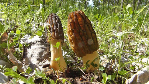 SEEDS4PLANTING Spores Black Morel Mushrooms Seeds Mycelium Spawn Grow Bonsai Dried Non GMO