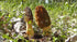 SEEDS4PLANTING Spores Black Morel Mushrooms Seeds Mycelium Spawn Grow Bonsai Dried Non GMO