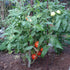 19.3 oz., 4-Pack Bonnie Plants Bush Goliath Tomato, Live Plant