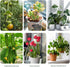 5 Pack 2025 (5 Pack) Stackable Monstera Plant Support, New Plant Stakes for Indoor and Outdoor Plants Use, Garden