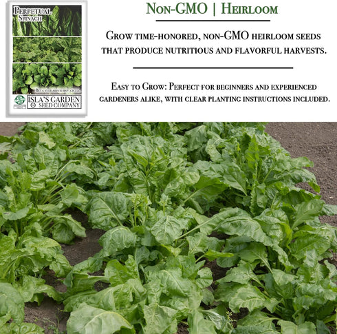 300+ Packet, Perpetual Spinach Seeds for Planting, Heirloom Seeds Per (Isla's Garden Seeds), Non GMO Seeds, Botanical