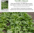 300+ Packet, Perpetual Spinach Seeds for Planting, Heirloom Seeds Per (Isla's Garden Seeds), Non GMO Seeds, Botanical