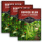 Survival Garden Seeds Scarlet Emperor Runner Bean Seeds for Planting - 3