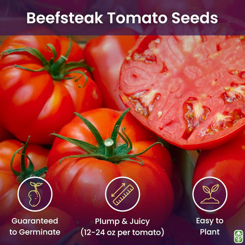 Beefsteak Tomato Seeds for Planting Heirloom, Large & Juicy One of the Most Delicious Tomatoes for Home Growing