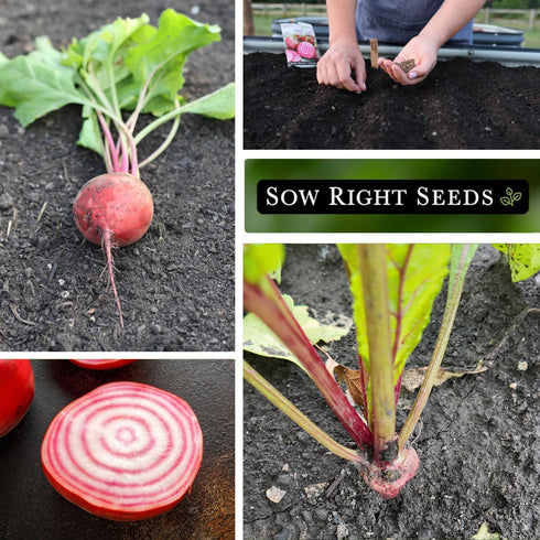 Packet (3) Sow Right Seeds - Chioggia Beet Seeds for Planting - Non-GMO Heirloom with Instructions to Plant & Grow an