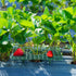 20 Pack 4 Pumtus Square Strawberry Supports, Strawberry Growing Rack with Sturdy Legs, Plastic Strawberry Plant Stand