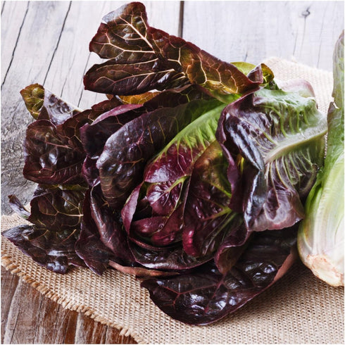 400 (1 Pack) Seed Needs, Red Romaine Lettuce Seeds - Heirloom Seeds for Planting Lactuca Sativa - Non-GMO & Untreated