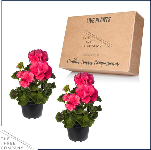 (2 Pack), Spring/Summer 12" 5" 1 Live Flowering Zonal Geraniums - Salmon Plants Per Beautiful Flowers, Tall by Wide