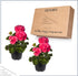 (2 Pack), Spring/Summer 12" 5" 1 Live Flowering Zonal Geraniums - Salmon Plants Per Beautiful Flowers, Tall by Wide