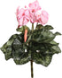 Vickerman Everyday Artificial Light Pink Cyclamen Bush - 11" Long - Premium Faux Floral Decor for Wedding or Everyday