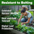 Pack, 7000+ HOME GROWN Romaine Lettuce Seeds, Paris Island Bulk Lettuce Seeds for Planting, High Germination Heirloom