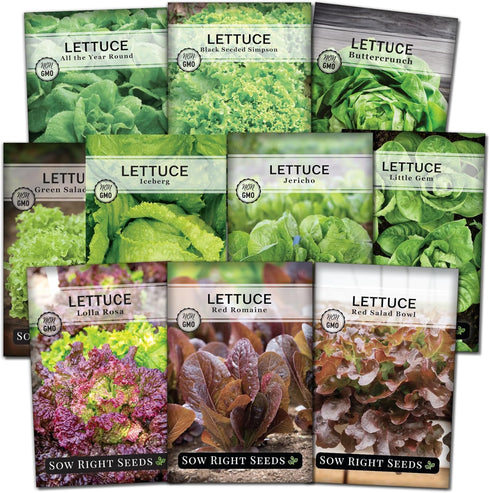 Sow Right Seeds - Large Lettuce Seed Collection for Planting - Buttercrunch,