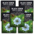 Survival Garden Seeds Black Cumin Seed for Planting - 5 Packets with