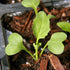 (2 Packs) Seed Needs Cauliflower Seeds for Planting Romanesco Broccoli/Cauliflowers - Non-GMO Heirloom & Untreated